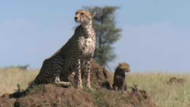 Imagen de El aliento del guepardo - 5