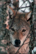 Imagen de Wild Europa  - 8