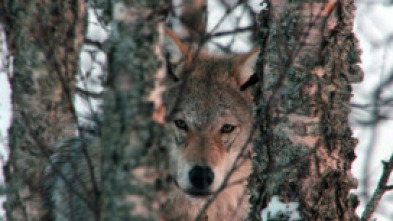 Imagen de Wild Europa  - 9