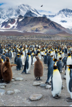 Imagen de Vida salvaje: la isla de la Resurrección - 6