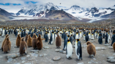 Imagen de Vida salvaje: la isla de la Resurrección - 7