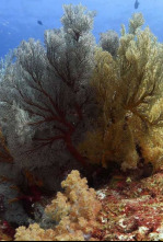 Imagen de Mares supremos: Tiburones - 4