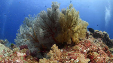 Imagen de Mares supremos - 5