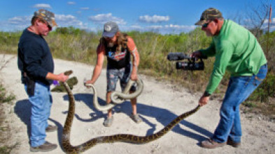 Imagen de Caza a la pitón birmana - 5