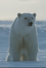 Imagen de Planeta helado II: Océanos helados - 4