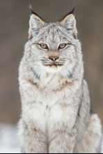 Imagen de El año de la naturaleza canadiense  - 4
