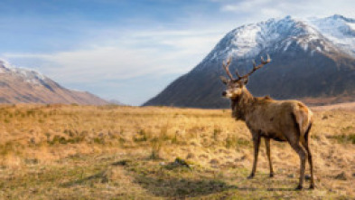 Imagen de Europa indómita: Un continente - Cinco mundos - 6