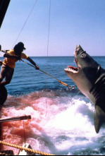 Imagen de Tiburón: la Venganza - 8