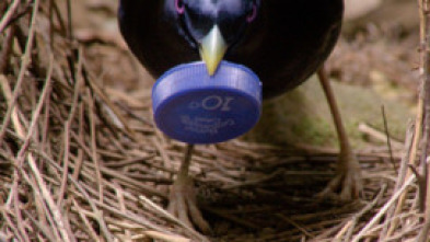 Imagen de Profesiones salvajes: Músicos - 5