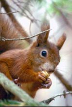 Imagen de Secrets of Squirrels - 4