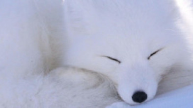 Imagen de El oasis del artico - 5