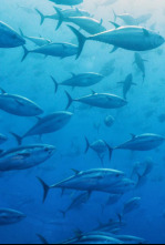 Imagen de Cabrera, el Mediterráneo ancestral - 4