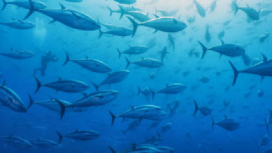 Imagen de Cabrera, el Mediterráneo ancestral - 5