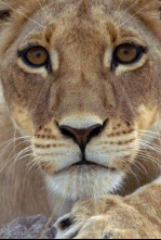 Imagen de Los felinos de la tormenta - 9