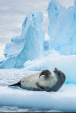 Imagen de El Antártico salvaje - 4