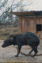 Imagen de Buscant la Nika - 4