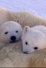 Imagen de El reino del oso polar - 4