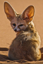 Imagen de Cànids salvatges: Defendiendo a la manada - 4