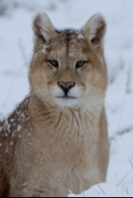 Imagen de Las maravillas ocultas...: La frontera helada de América - 5