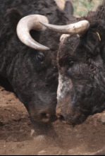 Imagen de En la piel del toro - 4