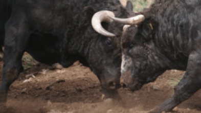 Imagen de En la piel del toro - 5