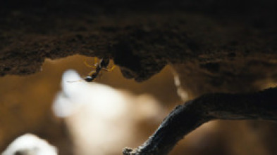 Imagen de El regne de les formigues - 5