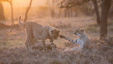 Imagen de Un hombre entre guepardos - 7