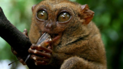 Imagen de Las mascotas más raras del mundo  - 7