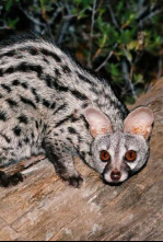 Imagen de La reina de la noche - 4