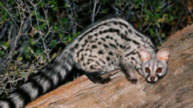 Imagen de La reina de la noche - 5