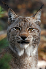 Imagen de Escandinavia salvaje  - 4