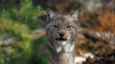 Imagen de Escandinavia salvaje: Hielo y fuego - 5