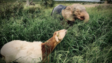 Imagen de Rescate de animales bebé: Ep.3 - 5