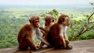 Imagen de Voyages vert vous - 5