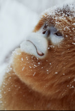 Imagen de Recuerdos de un langur chato dorado - 4