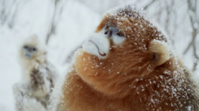 Imagen de Recuerdos de un langur chato dorado - 5