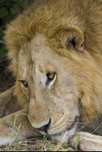 Imagen de Los cerebros y bebés...: Animales superdotados - 4