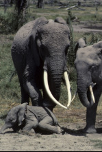 Imagen de Eco: el elefante inolvidable: Mundo natural - 4