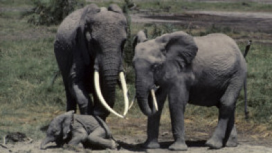 Imagen de Eco: el elefante inolvidable: Mundo natural - 5