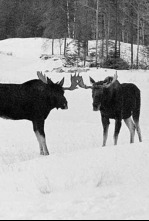 Imagen de  Un paraíso invernal - 4