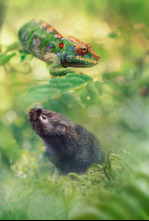 Imagen de Pequeños viajes animales: Supervivencia - 4