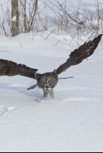 Imagen de Misisipi salvaje: La helada - 5