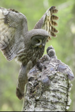 Imagen de Wild Laponia - 5