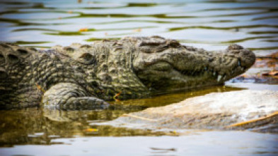 Imagen de Del amanecer al crepúsculo: Ep.1 - 5