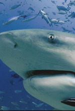 Imagen de Expedición al pasado: Megalodón  - 4