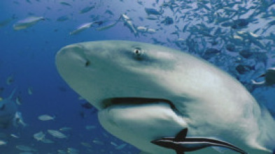 Imagen de Expedición al pasado:...: Ep.1 - 5