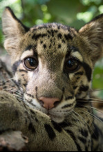 Imagen de Un día en la naturaleza: El día de las madres mas letales de la India y Sri Lanka - 4