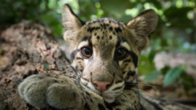 Imagen de Un día en la naturaleza: Asia - 5