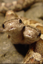 Imagen de Los animales más raros...: Los más raros de la tierra - 7