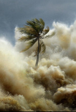 Imagen de Tsunami: la ola que conmocionó al mundo - 4